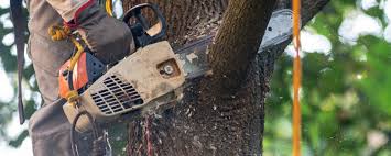 Best Tree and Shrub Care  in Beggs, OK