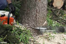 Best Tree Removal  in Beggs, OK
