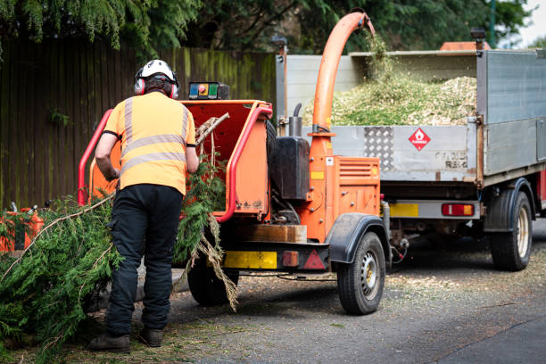 Best Tree Trimming and Pruning  in Beggs, OK