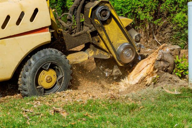 Best Leaf Removal  in Beggs, OK