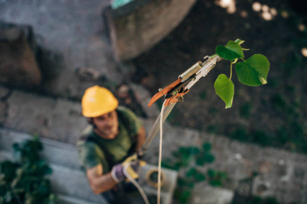 Best Commercial Tree Services  in Beggs, OK