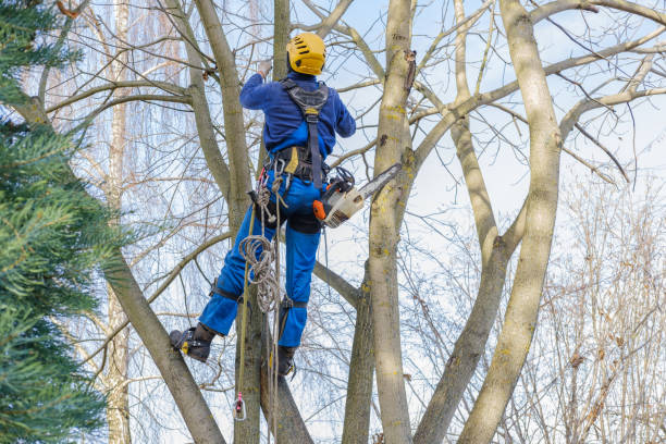 Best Fruit Tree Pruning  in Beggs, OK