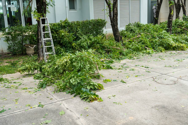 Best Tree Health Inspection  in Beggs, OK