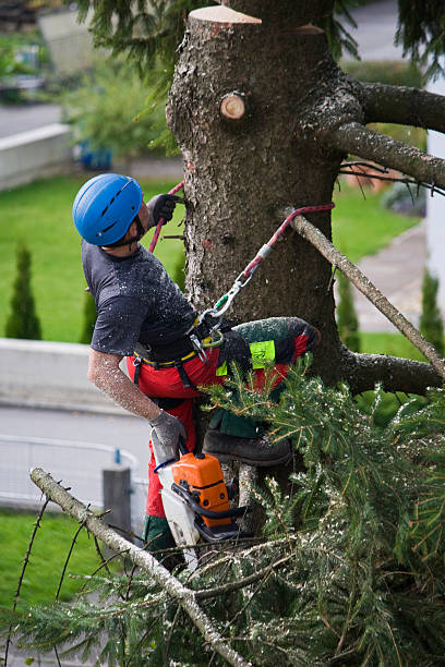 Trusted Beggs, OK Tree Services Experts