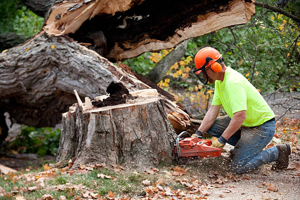 Best Firewood Processing and Delivery  in Beggs, OK