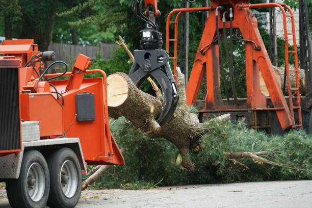 Best Stump Grinding and Removal  in Beggs, OK